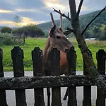 Goralska Czarcia Pod Jalowcem ストリシャバ
