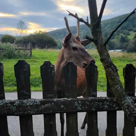 Goralska Czarcia Pod Jalowcem Stryszawa