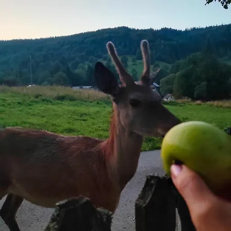 Farmház Goralska Czarcia Pod Jalowcem