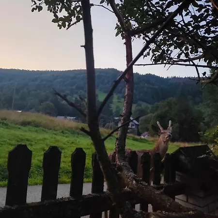 Goralska Czarcia Pod Jalowcem Stryszawa