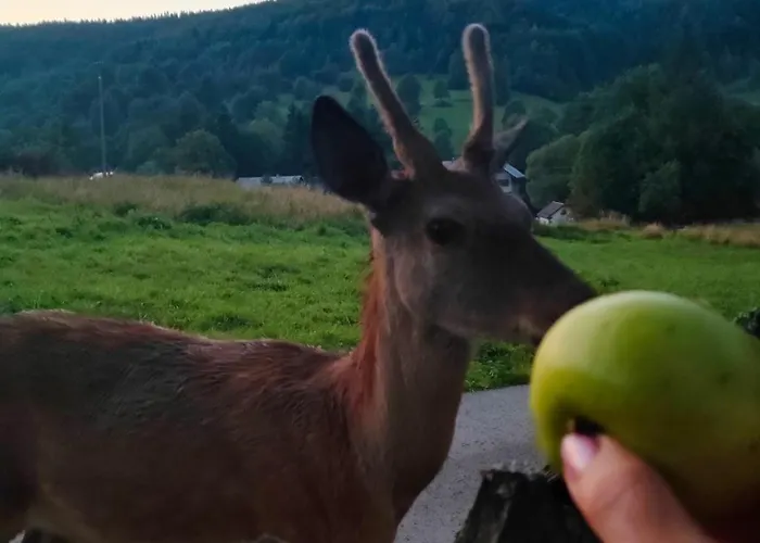 农家乐 Goralska Czarcia Pod Jalowcem