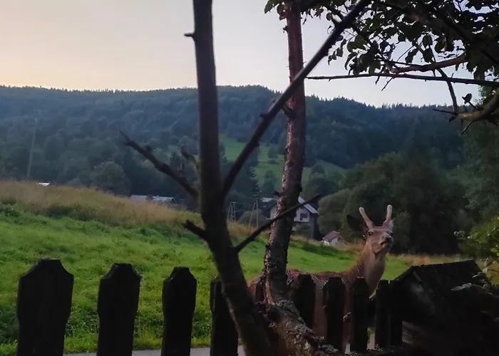 Goralska Czarcia Pod Jalowcem Stryszawa